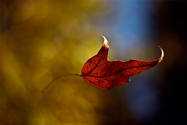   bokeh  