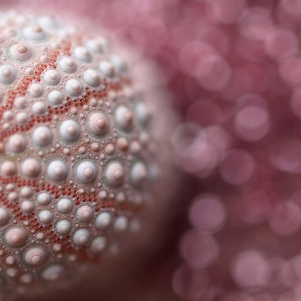   bokeh  