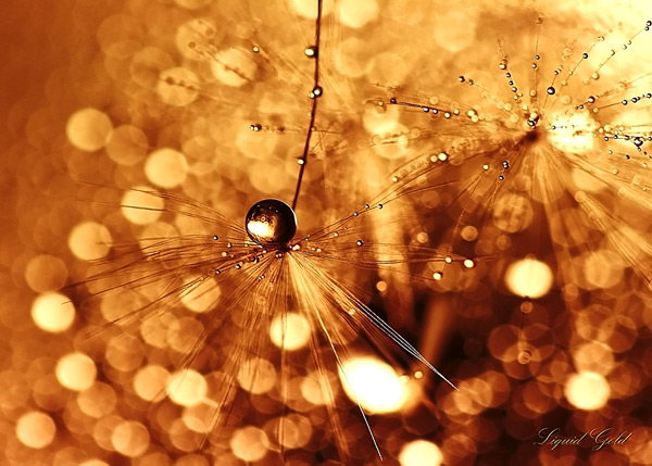  bokeh  
