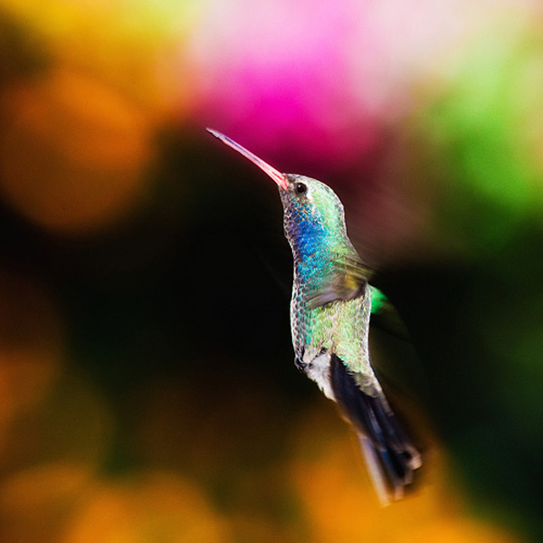  bokeh  