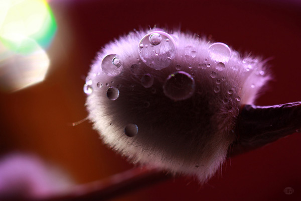   bokeh  