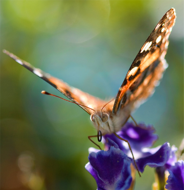   bokeh  