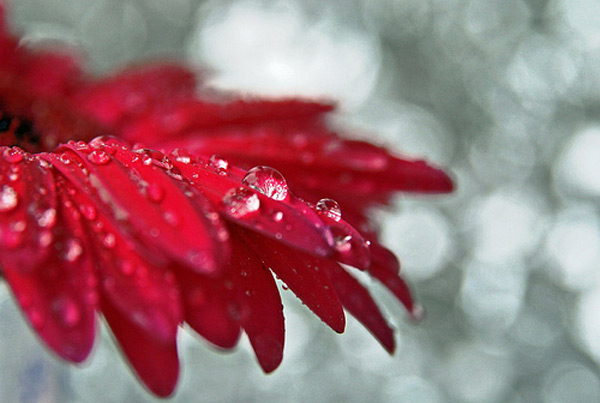  bokeh  