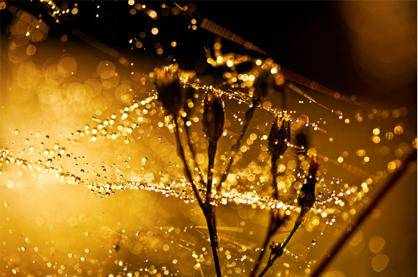   bokeh  